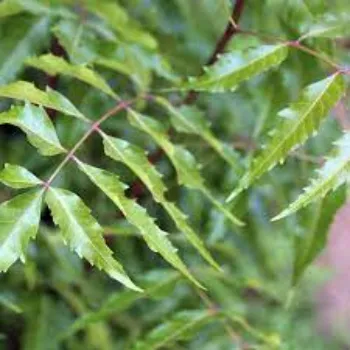 Herbal Neem Tree